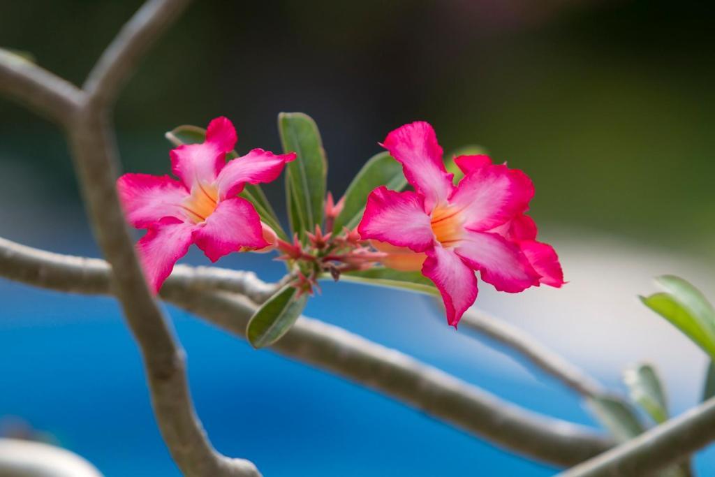 Terrace Bali Inn Nusa Dua  Pokoj fotografie